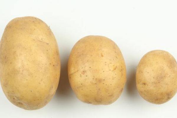土豆的功效與作用及禁忌 土豆營養價值