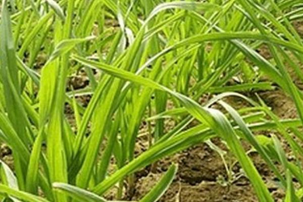 蒜苗怎么種 蒜苗科學(xué)種植技術(shù)