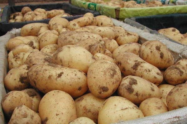 土豆市場(chǎng)價(jià)格多少錢(qián)一斤