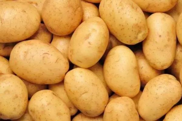 土豆市場(chǎng)價(jià)格多少錢(qián)一斤