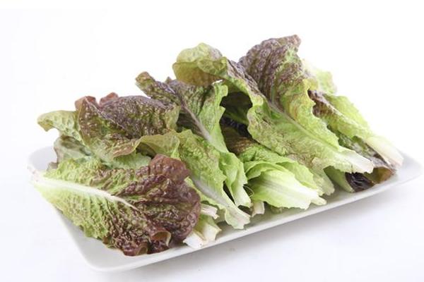 紫葉生菜圖片大全 紫葉簡介