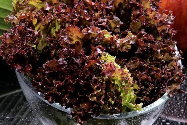 紫葉生菜圖片大全 紫葉簡介