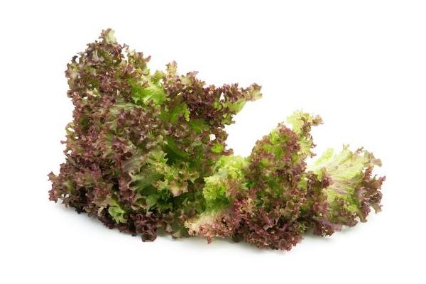 紫葉生菜圖片大全 紫葉簡介