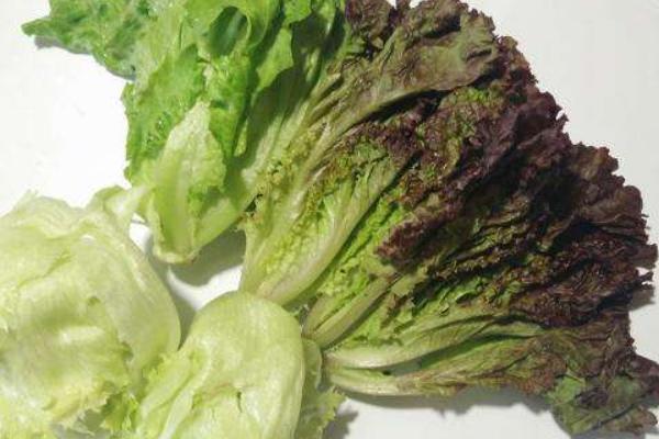 紫葉生菜圖片大全 紫葉簡介