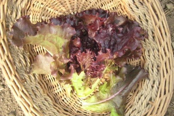 紫葉生菜圖片大全 紫葉簡介