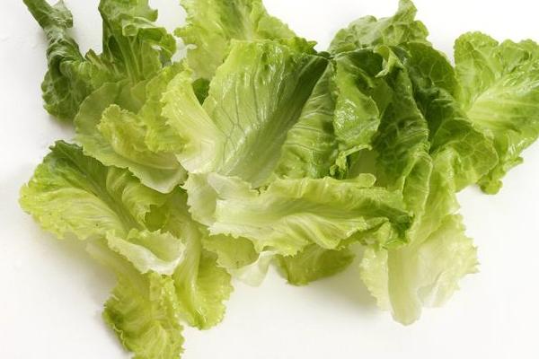 紫葉生菜圖片大全 紫葉簡介