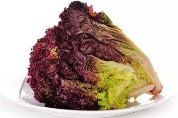 紫葉生菜圖片大全 紫葉簡介