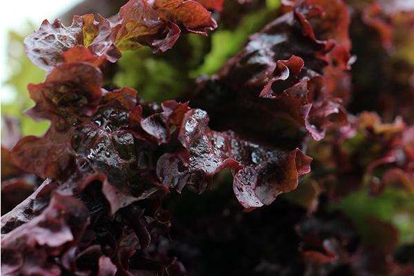 紫葉生菜圖片大全 紫葉簡介