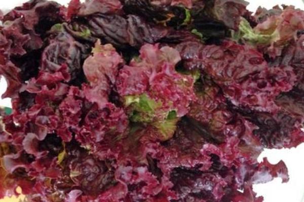 紫葉生菜圖片大全 紫葉簡介