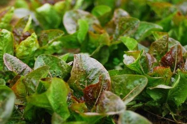 紫葉生菜市場價格多少錢一斤