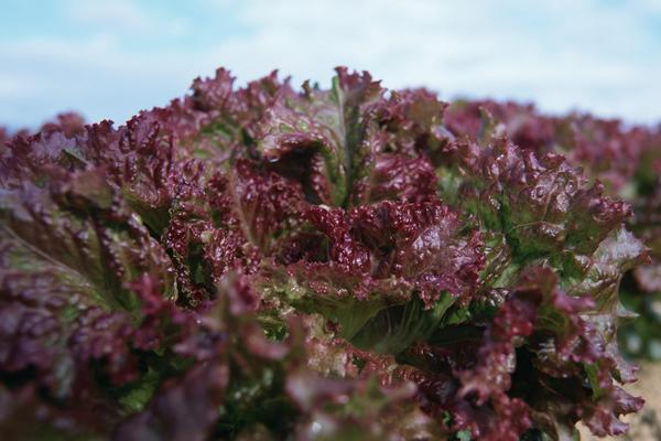 紫葉生菜市場價格多少錢一斤