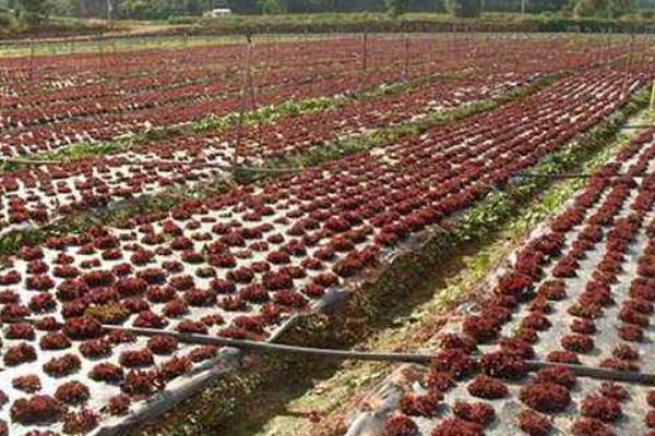 紫葉生菜市場價格多少錢一斤