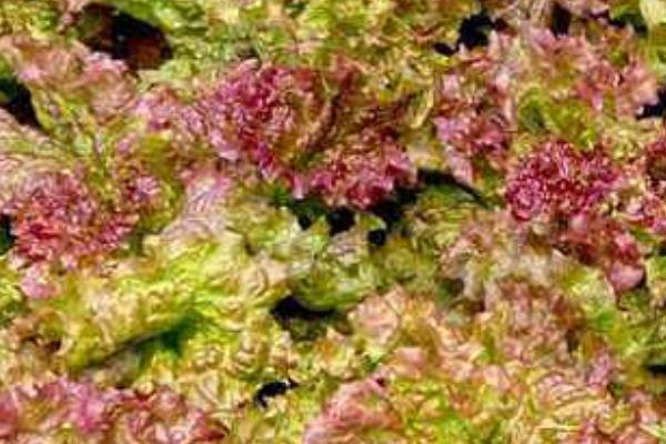 紫葉生菜市場價格多少錢一斤