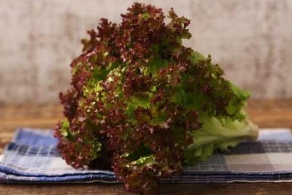 紫葉生菜市場價格多少錢一斤