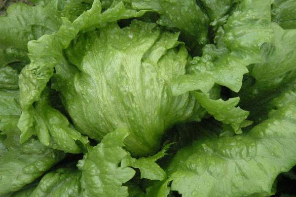 球生菜和生菜的區別是什么