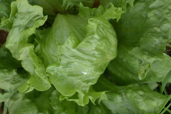 球生菜和生菜的區別是什么