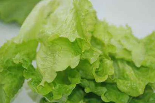 球生菜和生菜的區別是什么