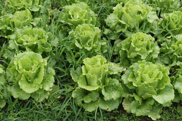 球生菜和生菜的區別是什么