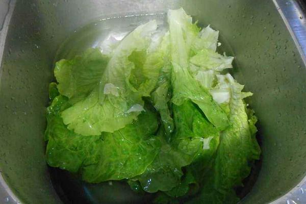 球生菜和生菜的區別是什么