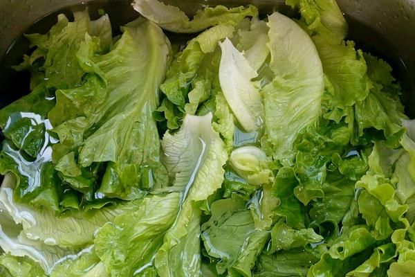 球生菜和生菜的區別是什么