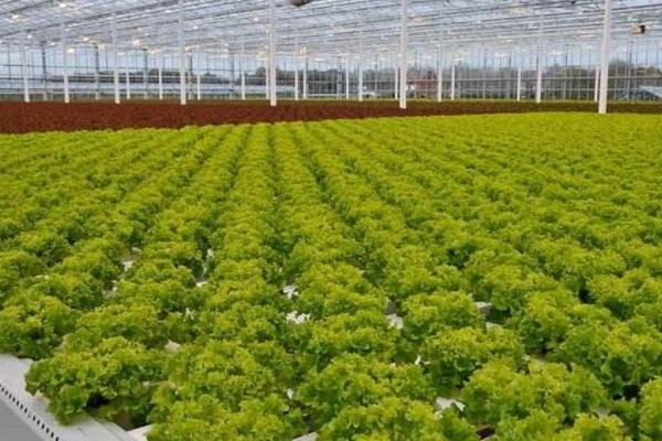 生菜育苗方法和時間