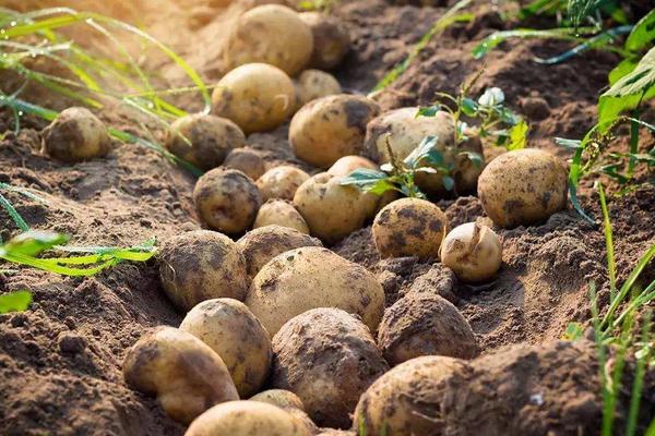 土豆圖片大全 土豆簡介