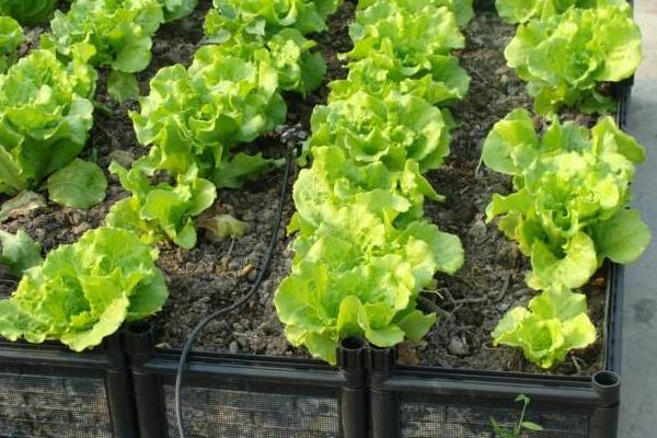 生菜為什么不長蟲