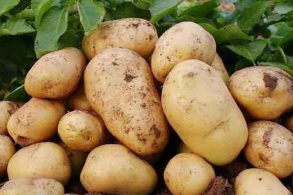 土豆圖片大全 土豆簡介