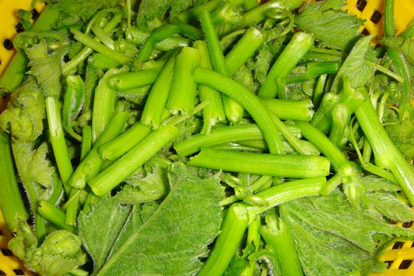 南瓜藤的功效與作用及禁忌