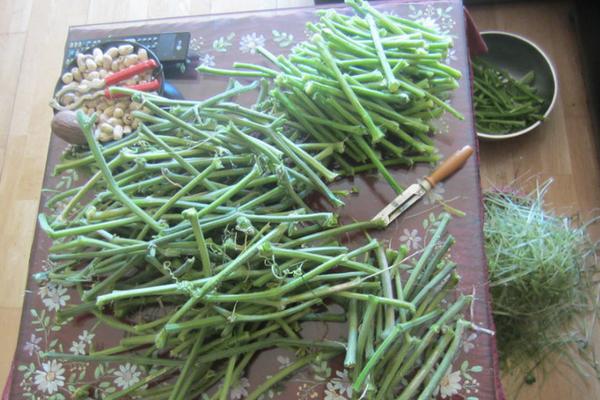 南瓜藤的功效與作用及禁忌