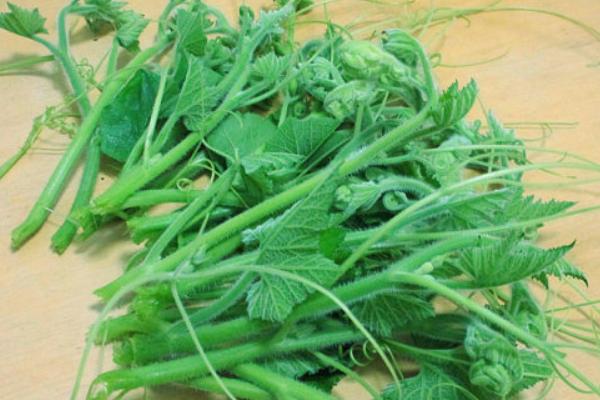 南瓜藤的功效與作用及禁忌