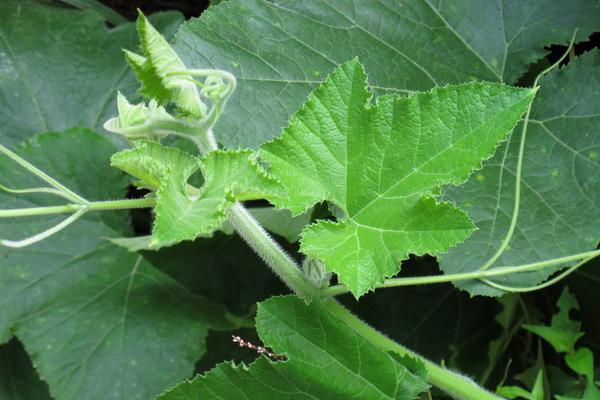 南瓜藤的功效與作用及禁忌