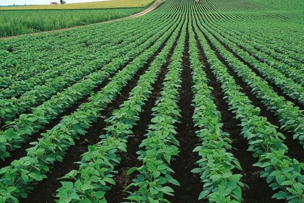 土豆種植技術與管理方法