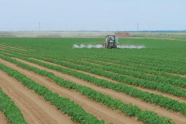 土豆種植技術與管理方法