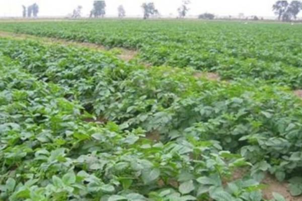 土豆種植技術與管理方法