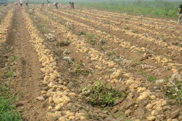 土豆種植技術與管理方法