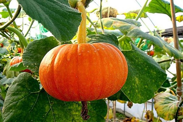 南瓜功效與作用及禁忌 南瓜的營養(yǎng)價(jià)值