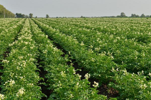 土豆種植成本及效益分析