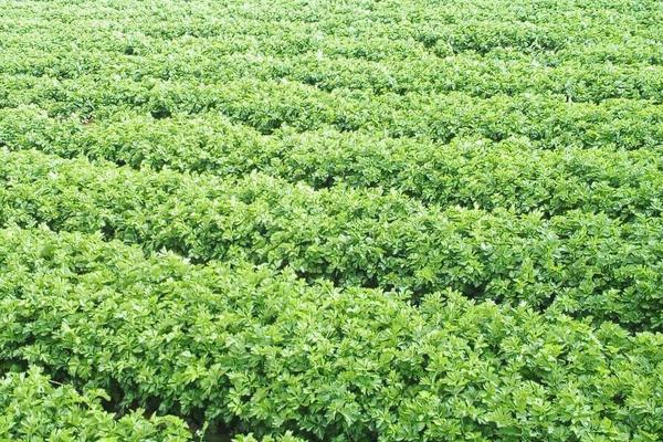 土豆高產種植技術與管理方法