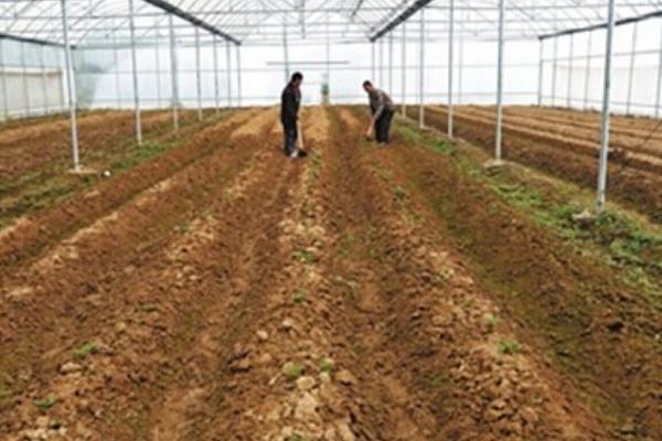大棚土豆種植技術