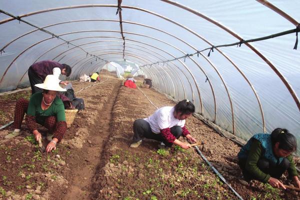 大棚土豆種植技術