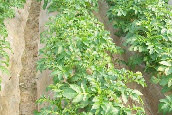 大棚土豆種植技術
