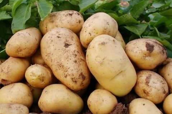 大棚土豆種植技術