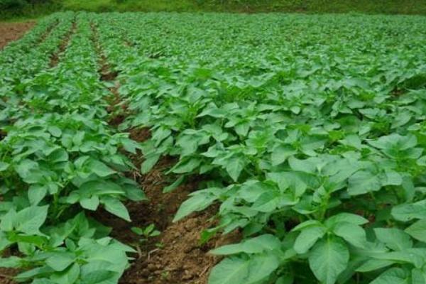 土豆種植最佳時間 什么時間種土豆