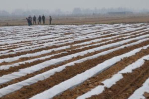 土豆種植最佳時間 什么時間種土豆