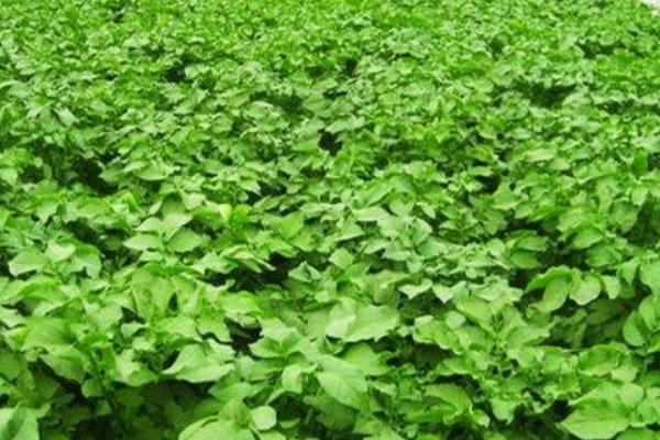 土豆種植最佳時間 什么時間種土豆