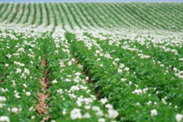 土豆種植最佳時間 什么時間種土豆