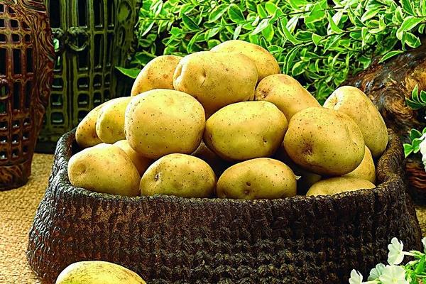 土豆種植最佳時間 什么時間種土豆
