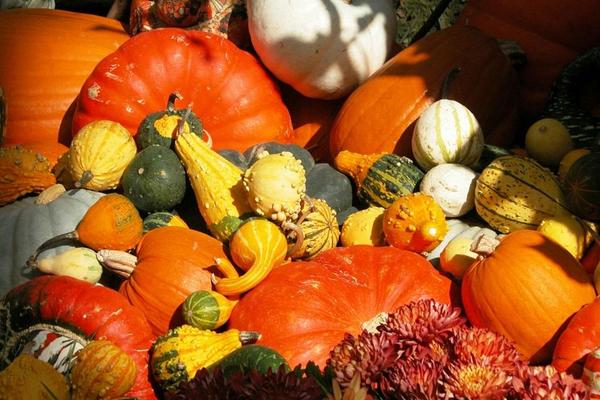 南瓜是涼性還是熱性食物 南瓜容易消化嗎