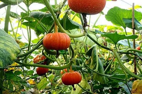 南瓜圖片大全 南瓜簡(jiǎn)介